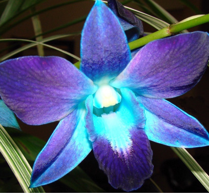 Ivy Brambles Enrapture Light Yarn - 208 Blue Orchid